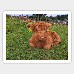 Scottish Highland Cattle Calf 1808 Sticker